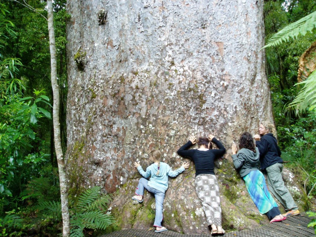 Giant Kauri Tree