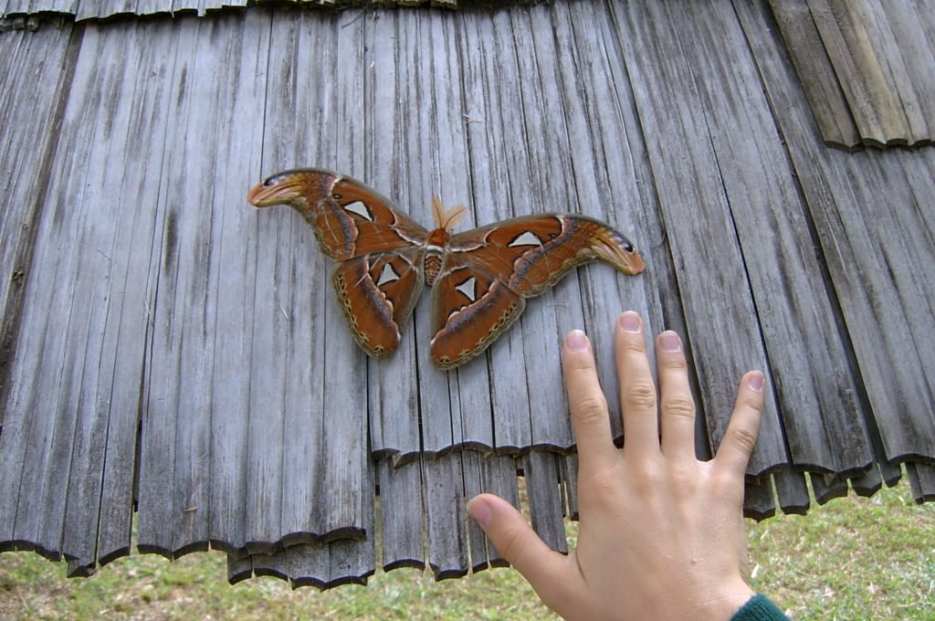 Giant Atlas Moth